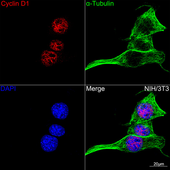 [KO Validated] Cyclin D1 Rabbit monoclonal antibody