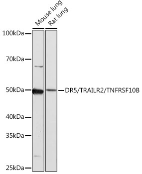 DR5/TRAILR2/TNFRSF10B Rabbit monoclonal antibody