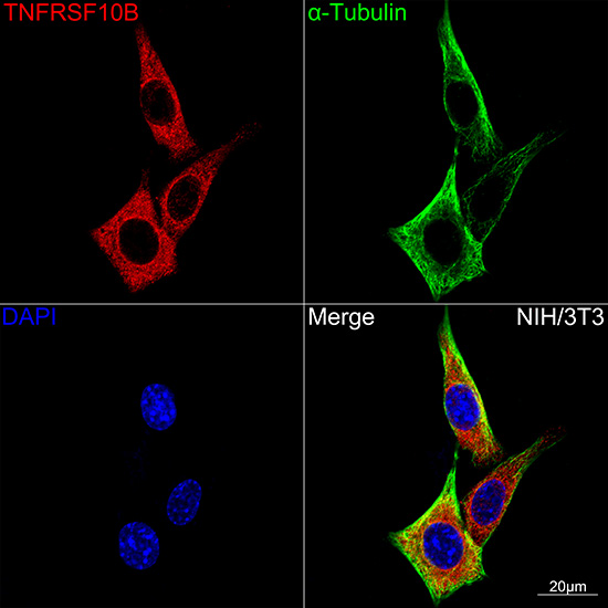 DR5/TRAILR2/TNFRSF10B Rabbit monoclonal antibody