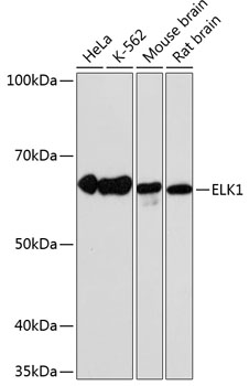 ELK1 Rabbit monoclonal antibody