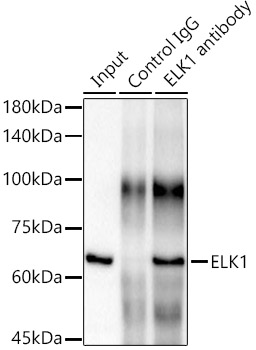 ELK1 Rabbit monoclonal antibody