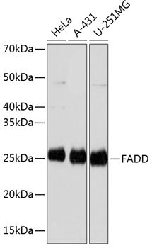 FADD Rabbit mAb