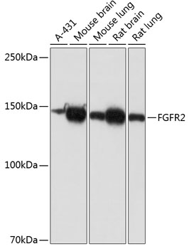 [KO Validated] FGFR2 Rabbit monoclonal antibody