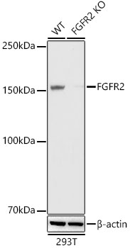 [KO Validated] FGFR2 Rabbit monoclonal antibody