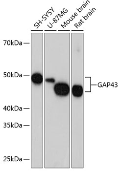 GAP43 Rabbit monoclonal antibody