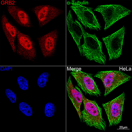 GRB2 Rabbit monoclonal antibody