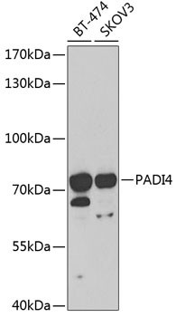 PADI4 Rabbit polyclonal antibody