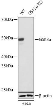 [KO Validated] GSK3A Alpha Rabbit monoclonal antibody