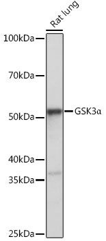 [KO Validated] GSK3A Alpha Rabbit monoclonal antibody