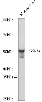 [KO Validated] GSK3A Alpha Rabbit monoclonal antibody