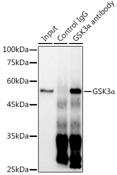 [KO Validated] GSK3A Alpha Rabbit monoclonal antibody