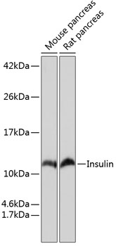 Insulin Rabbit monoclonal antibody