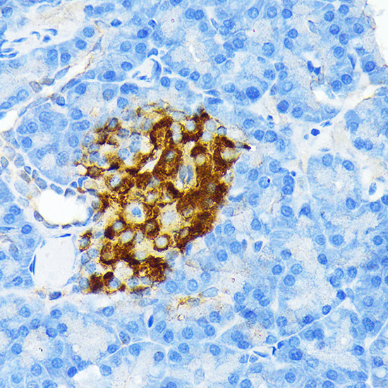 Insulin Rabbit monoclonal antibody