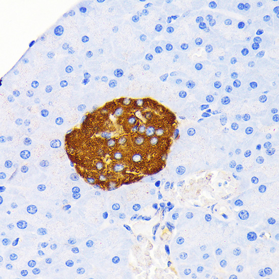 Insulin Rabbit monoclonal antibody