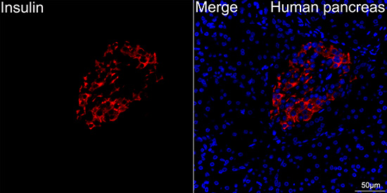 Insulin Rabbit monoclonal antibody