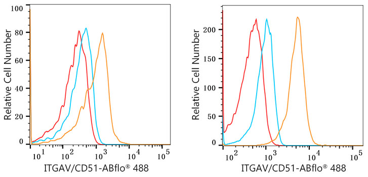 Integrin alpha V (ITGAV/CD51) Rabbit monoclonal antibody