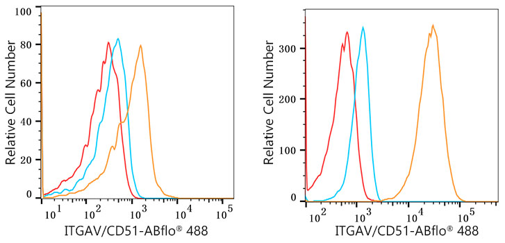 Integrin alpha V (ITGAV/CD51) Rabbit monoclonal antibody