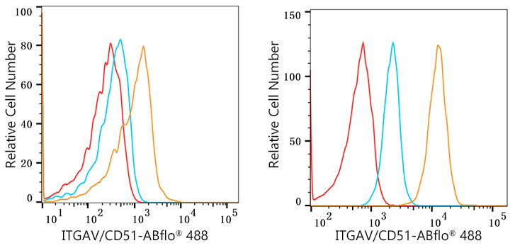 Integrin alpha V (ITGAV/CD51) Rabbit monoclonal antibody