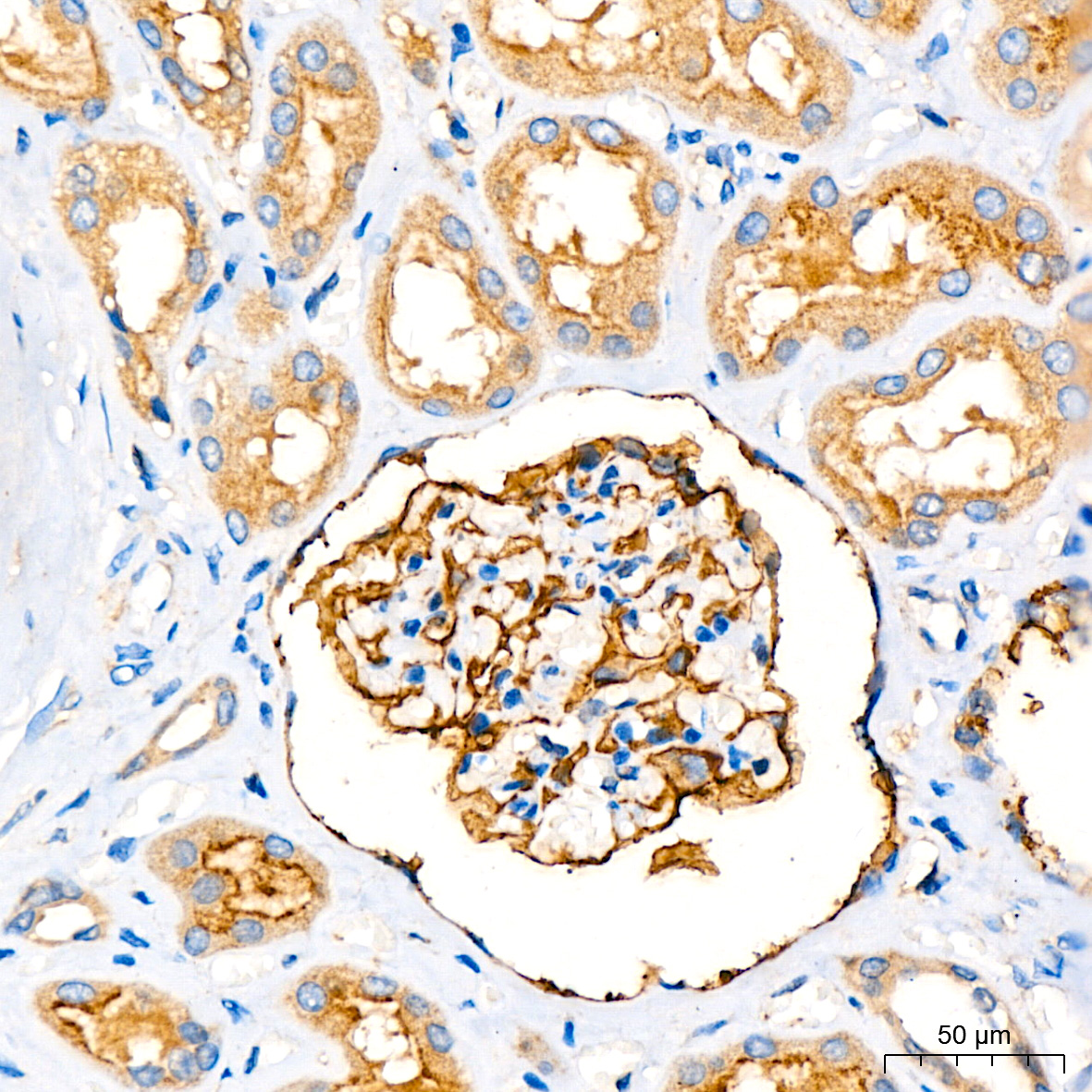 Leptin Receptor Rabbit monoclonal antibody