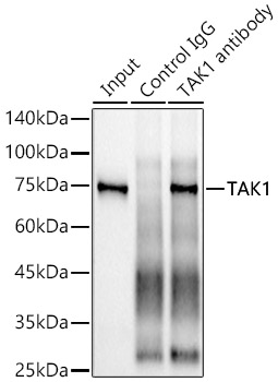 [KO Validated] TAK1 Rabbit monoclonal antibody