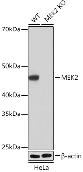 [KO Validated] MEK2 Rabbit monoclonal antibody
