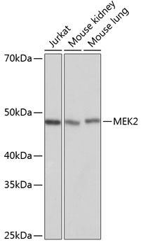 [KO Validated] MEK2 Rabbit monoclonal antibody