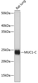 MUC1-C Rabbit monoclonal antibody