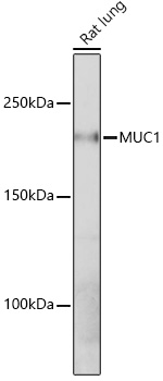 MUC1-C Rabbit monoclonal antibody