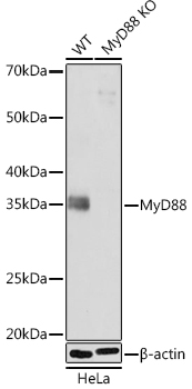[KO Validated] MyD88 Rabbit monoclonal antibody