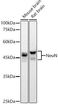 NeuN Rabbit monoclonal antibody