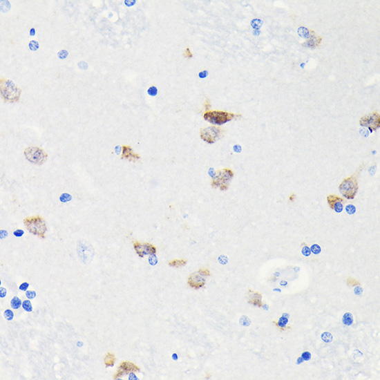 NeuN Rabbit monoclonal antibody