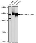 Western blot - Neuropilin-1 (NRP1) Rabbit mAb (A19087)