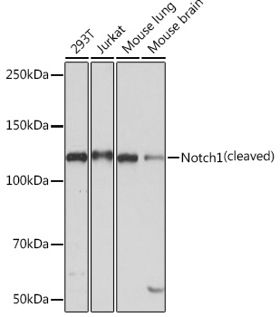 Notch1 Rabbit monoclonal antibody