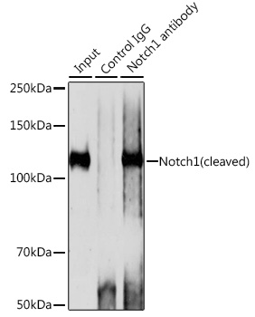Notch1 Rabbit monoclonal antibody