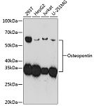 Western blot - Osteopontin Rabbit mAb (A19092)