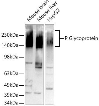 [KO Validated] P Glycoprotein Rabbit monoclonal antibody