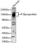 Western blot - P Glycoprotein Rabbit mAb (A19093)