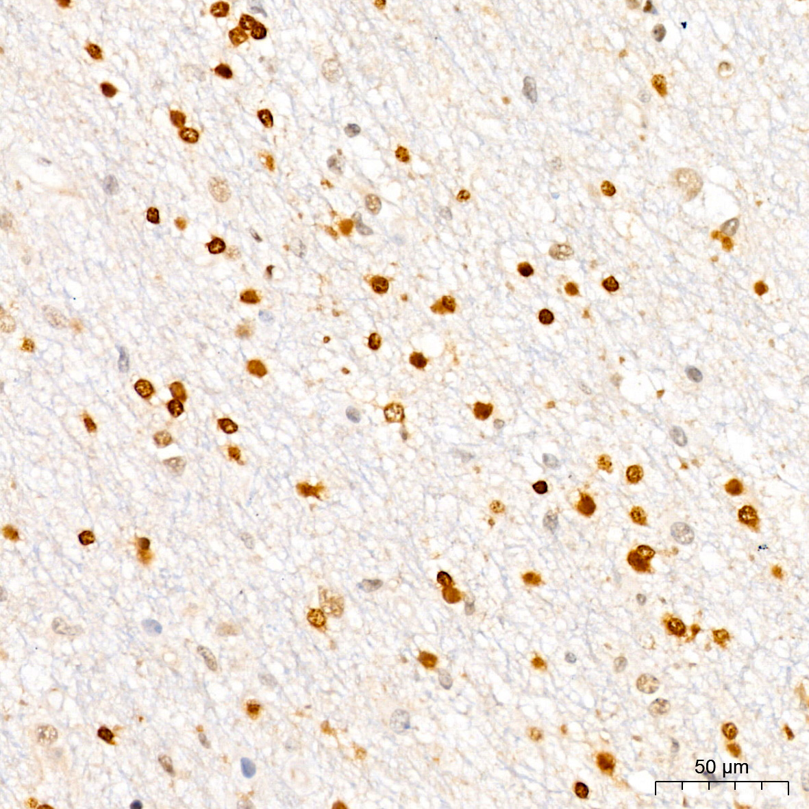 [KO Validated] CDKN1B/p27KIP1 Rabbit monoclonal antibody