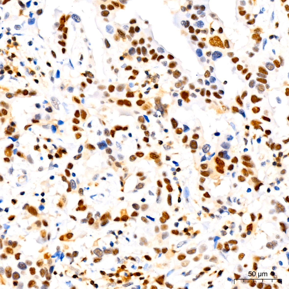 [KO Validated] CDKN1B/p27KIP1 Rabbit monoclonal antibody