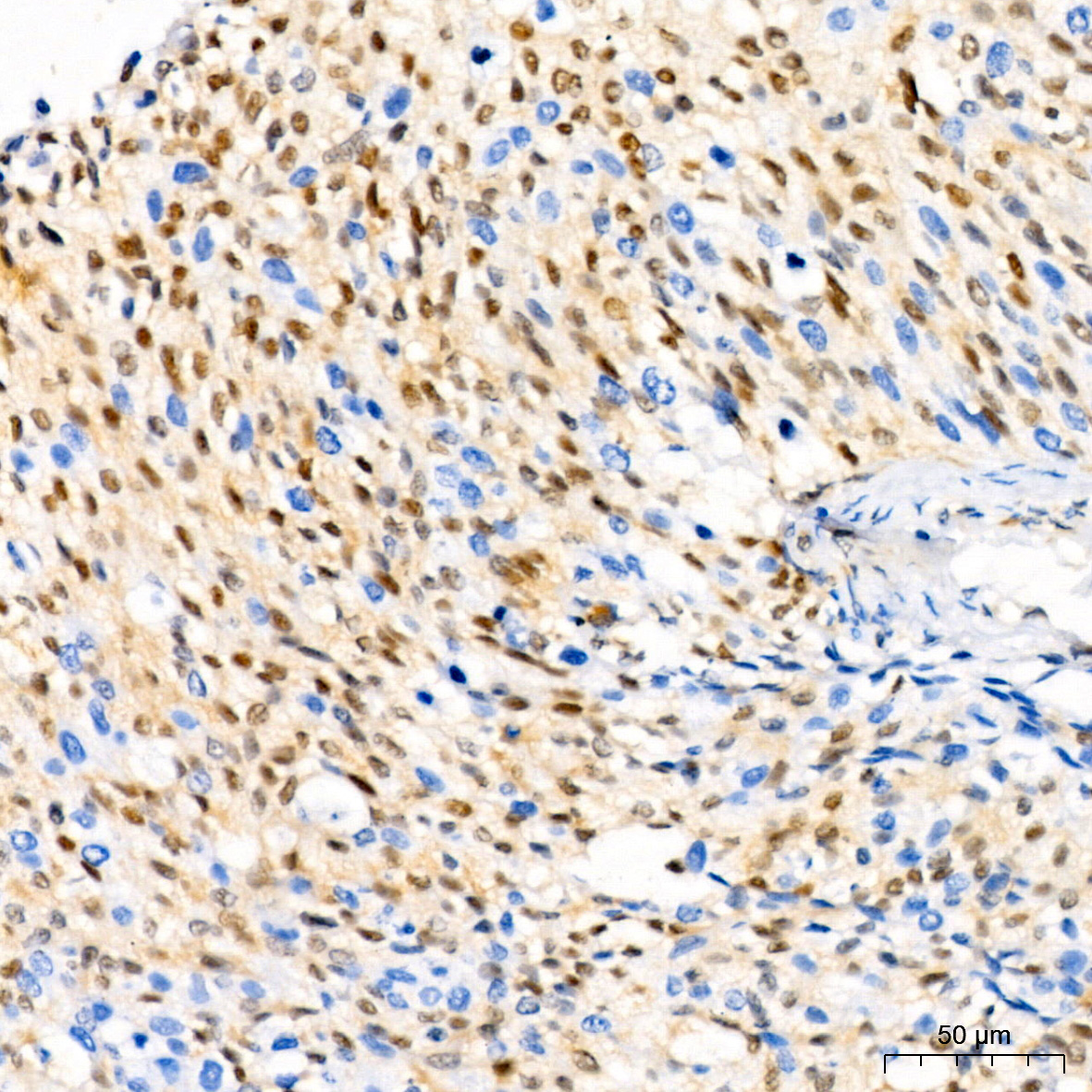 [KO Validated] CDKN1B/p27KIP1 Rabbit monoclonal antibody