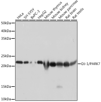 DJ-1/PARK7 Rabbit monoclonal antibody