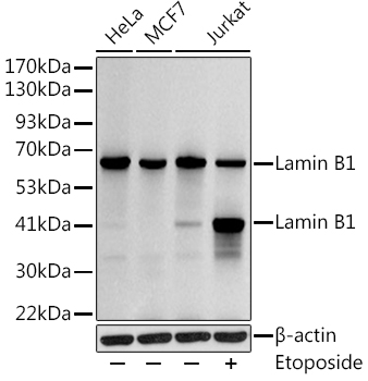 Lamin B1 Rabbit polyclonal antibody