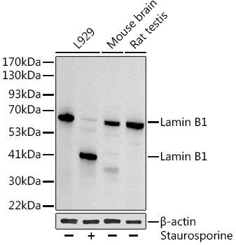 Lamin B1 Rabbit polyclonal antibody