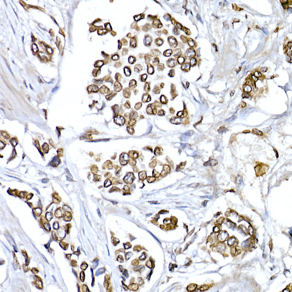 Lamin B1 Rabbit polyclonal antibody