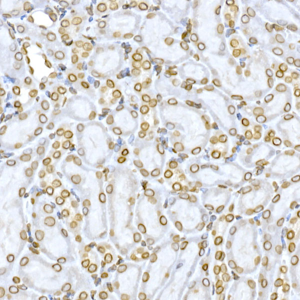 Lamin B1 Rabbit polyclonal antibody