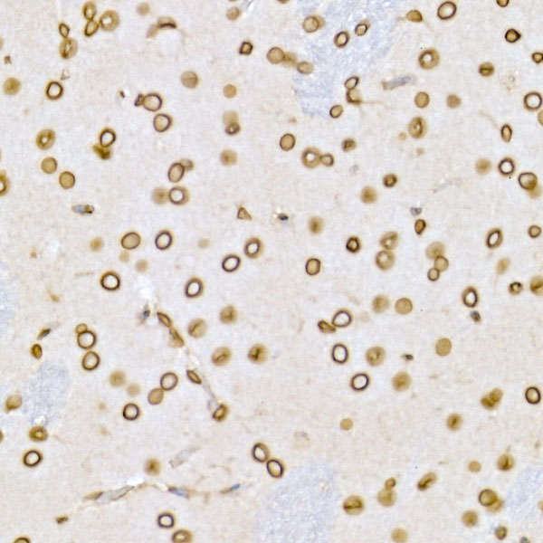 Lamin B1 Rabbit polyclonal antibody