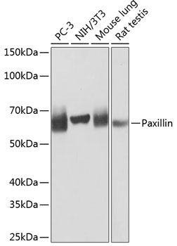 Paxillin Rabbit monoclonal antibody