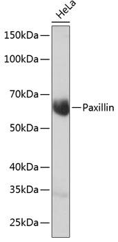Paxillin Rabbit monoclonal antibody