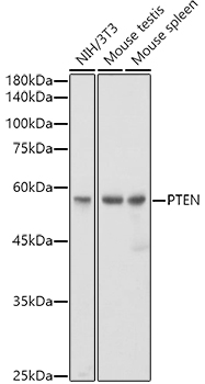 [KO Validated] PTEN Rabbit monoclonal antibody