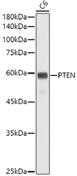 [KO Validated] PTEN Rabbit monoclonal antibody